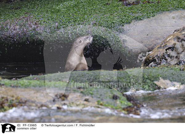 Fischotter / common otter / FF-13985