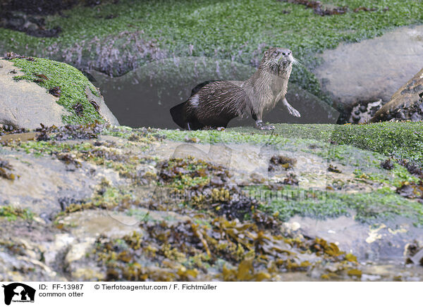 Fischotter / common otter / FF-13987