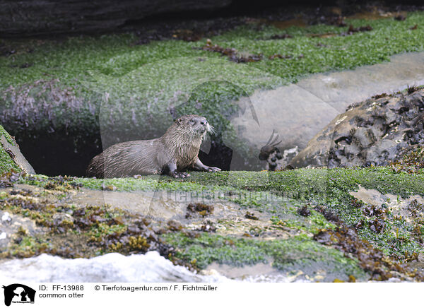 Fischotter / common otter / FF-13988