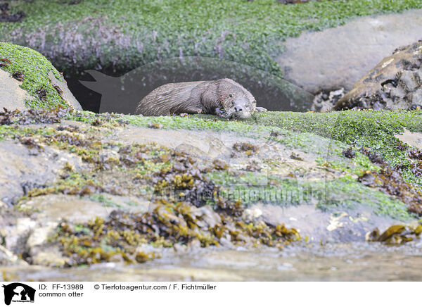 Fischotter / common otter / FF-13989