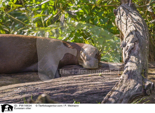 Fischotter / Eurasian otter / PW-16634
