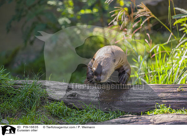 Fischotter / Eurasian otter / PW-16635