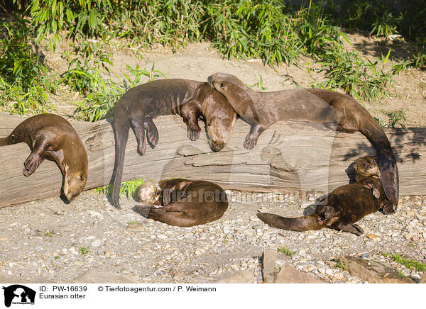 Fischotter / Eurasian otter / PW-16639
