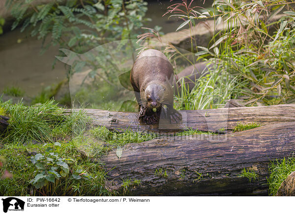 Fischotter / Eurasian otter / PW-16642
