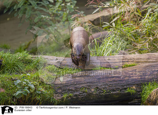 Eurasian otter / PW-16643