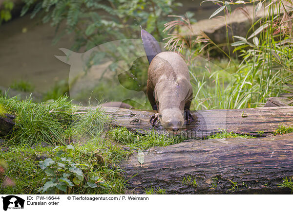 Fischotter / Eurasian otter / PW-16644