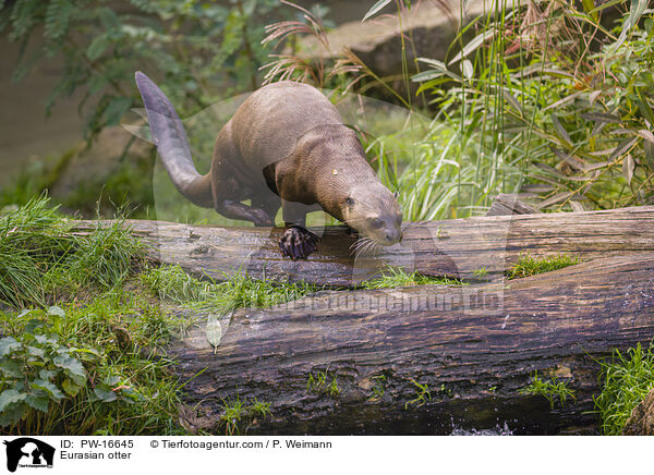 Eurasian otter / PW-16645