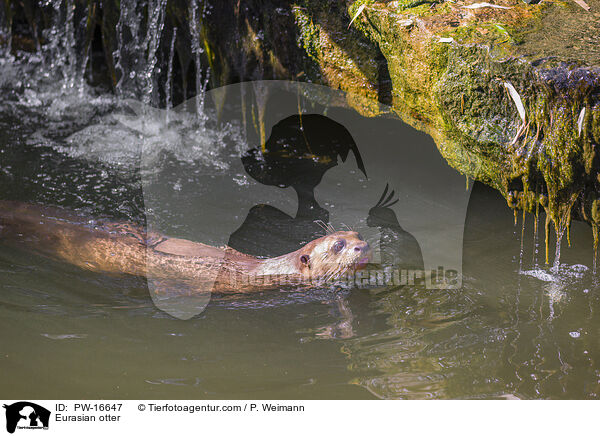 Fischotter / Eurasian otter / PW-16647