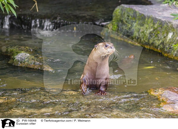 Fischotter / Eurasian otter / PW-16648