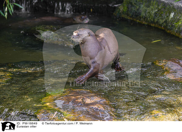 Fischotter / Eurasian otter / PW-16649