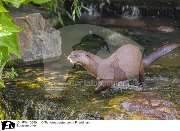 Fischotter / Eurasian otter / PW-16650