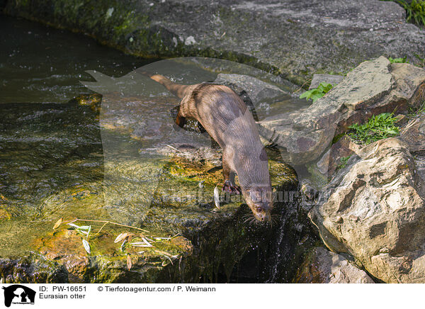 Fischotter / Eurasian otter / PW-16651