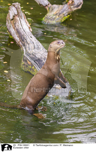 Fischotter / Eurasian otter / PW-16661