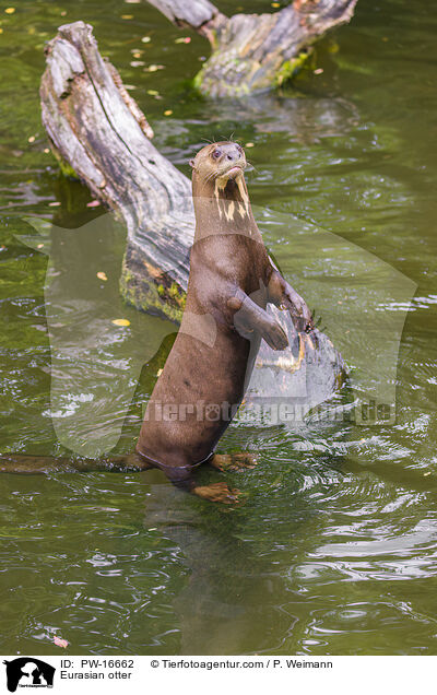 Fischotter / Eurasian otter / PW-16662