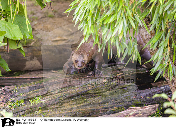 Eurasian otter / PW-16663