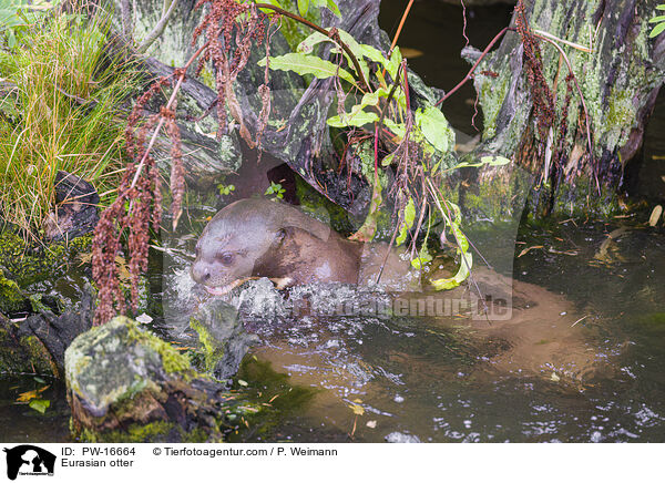 Eurasian otter / PW-16664
