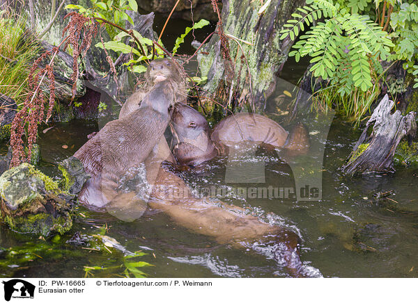 Fischotter / Eurasian otter / PW-16665