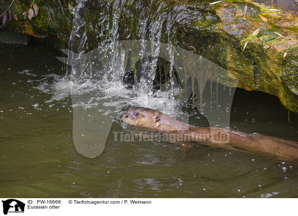 Fischotter / Eurasian otter / PW-16666
