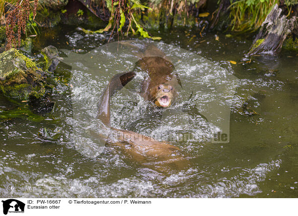 Eurasian otter / PW-16667