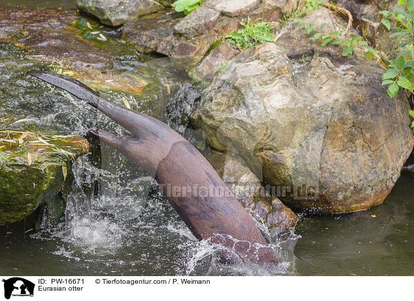 Fischotter / Eurasian otter / PW-16671