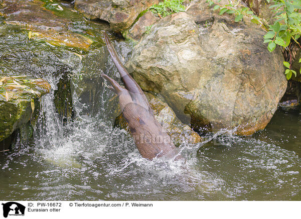 Fischotter / Eurasian otter / PW-16672