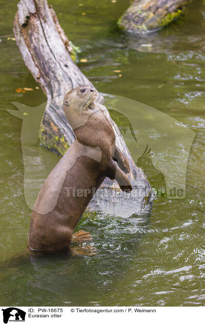 Fischotter / Eurasian otter / PW-16675