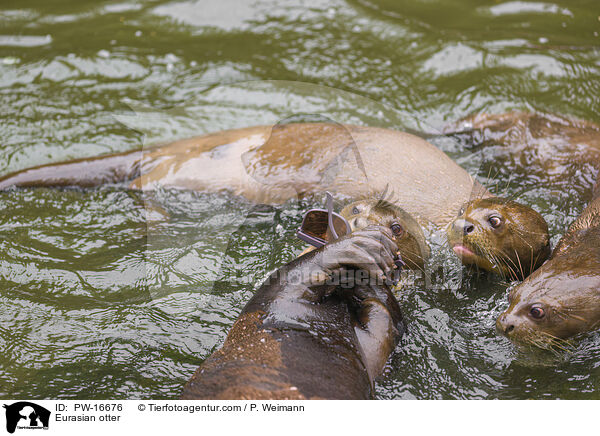 Fischotter / Eurasian otter / PW-16676