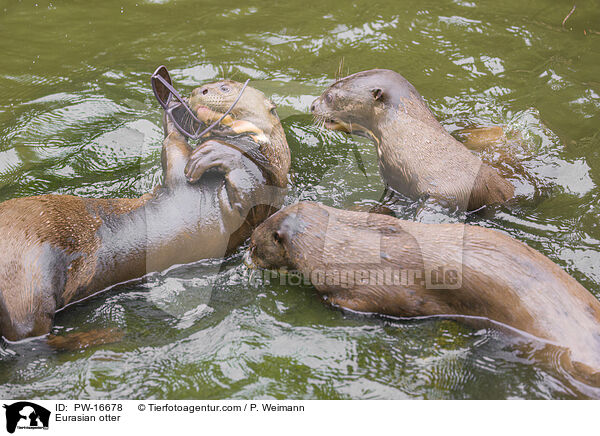 Fischotter / Eurasian otter / PW-16678