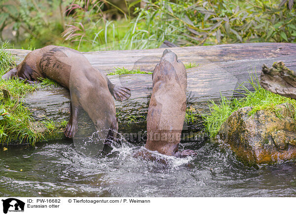 Fischotter / Eurasian otter / PW-16682