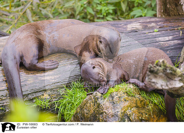 Fischotter / Eurasian otter / PW-16683