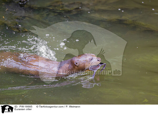 Fischotter / Eurasian otter / PW-16685