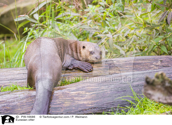 Eurasian otter / PW-16686