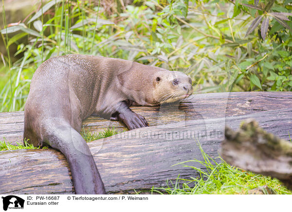 Eurasian otter / PW-16687