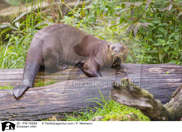 Eurasian otter / PW-16688