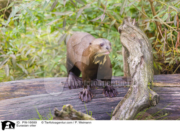 Fischotter / Eurasian otter / PW-16689