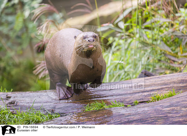 Eurasian otter / PW-16694