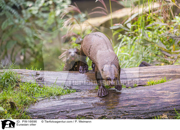 Fischotter / Eurasian otter / PW-16696