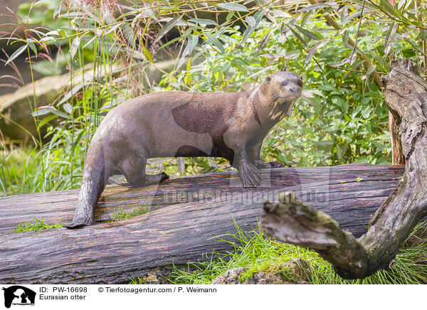 Fischotter / Eurasian otter / PW-16698