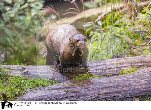 Fischotter / Eurasian otter / PW-16700
