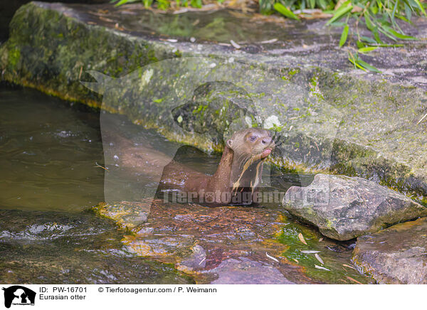 Fischotter / Eurasian otter / PW-16701