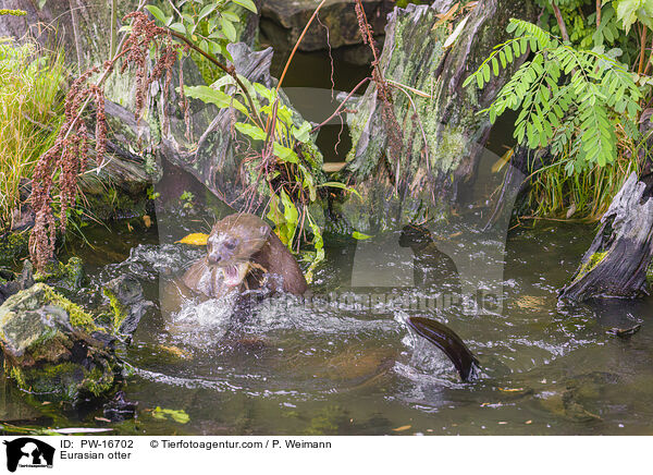 Fischotter / Eurasian otter / PW-16702