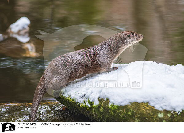 Fischotter / common otter / FH-02478