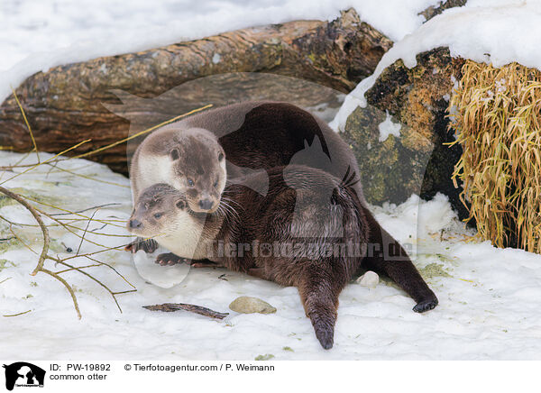 Fischotter / common otter / PW-19892