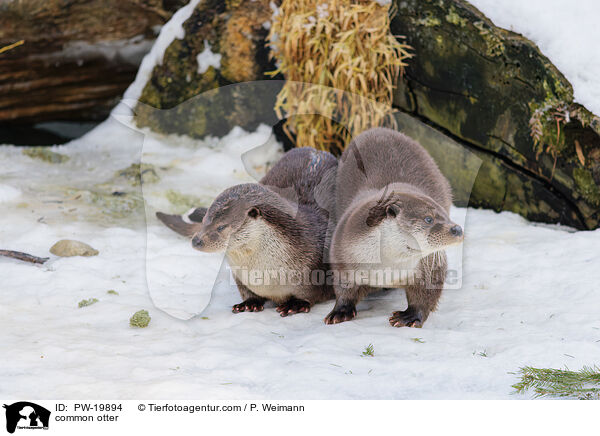 Fischotter / common otter / PW-19894
