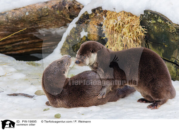 Fischotter / common otter / PW-19895