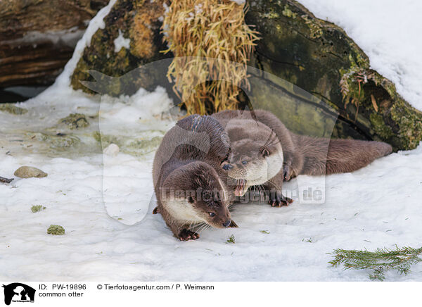 Fischotter / common otter / PW-19896
