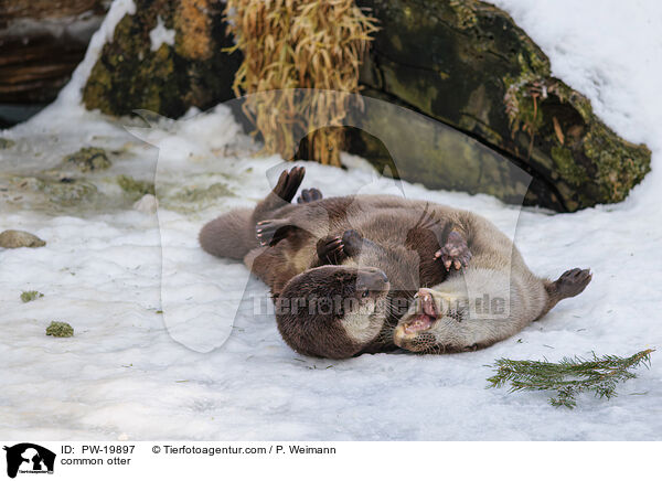 Fischotter / common otter / PW-19897