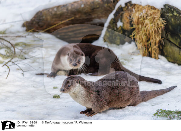 Fischotter / common otter / PW-19899