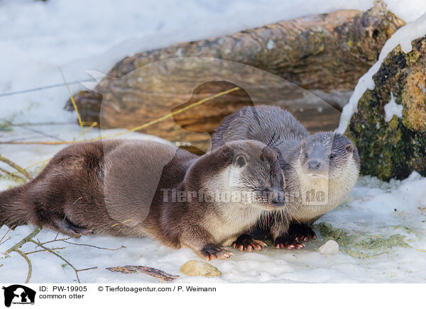 Fischotter / common otter / PW-19905