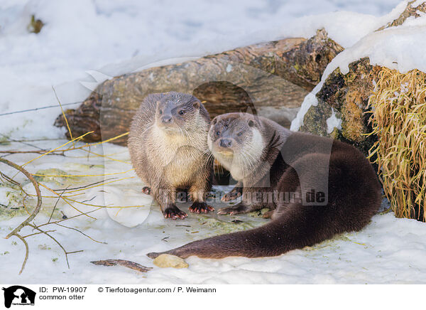 Fischotter / common otter / PW-19907